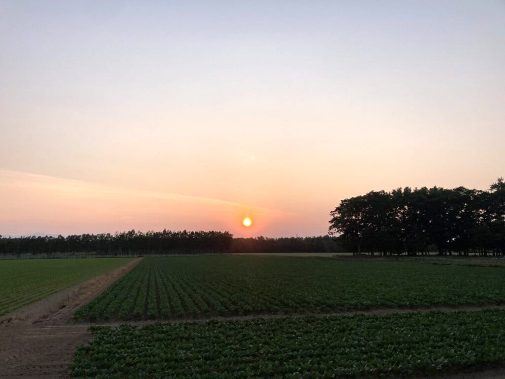 7月～小麦刈りへいってきました