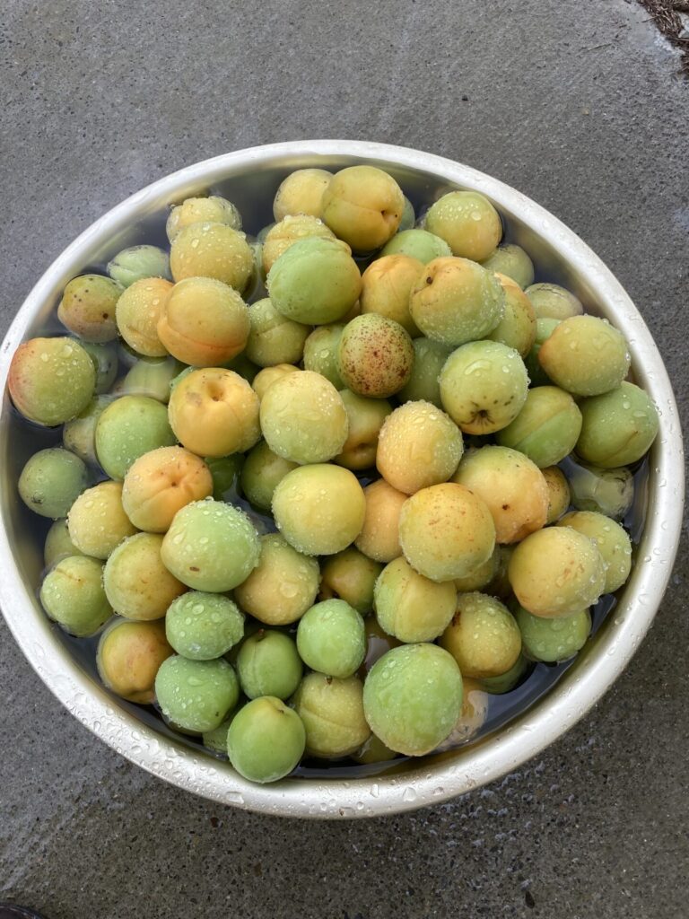 季節の手仕事｜今すぐ始めたい梅仕事～梅シロップレシピ