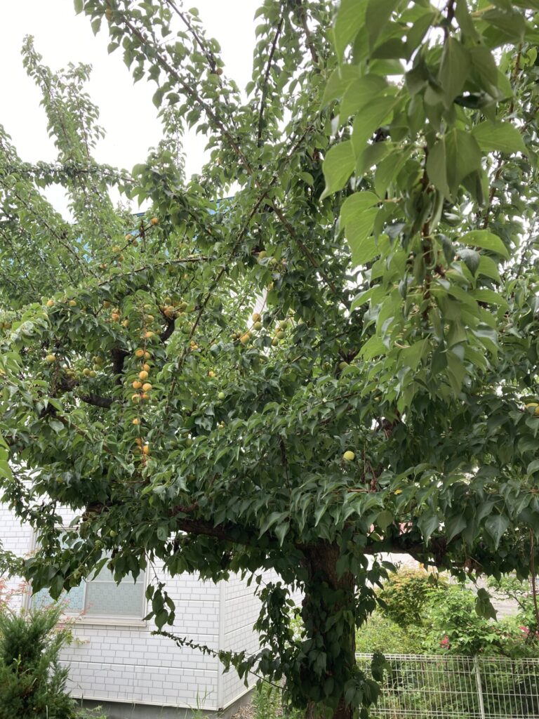 季節の手仕事｜今すぐ始めたい梅仕事～梅シロップレシピ