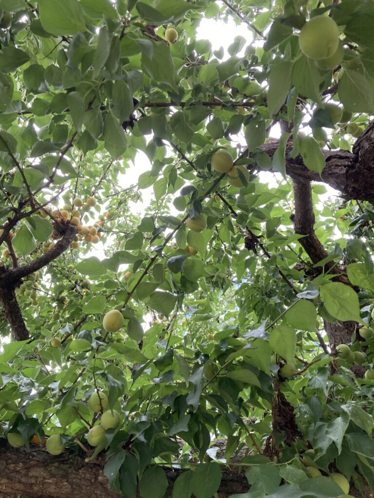 季節の手仕事｜今すぐ始めたい梅仕事～梅シロップレシピ