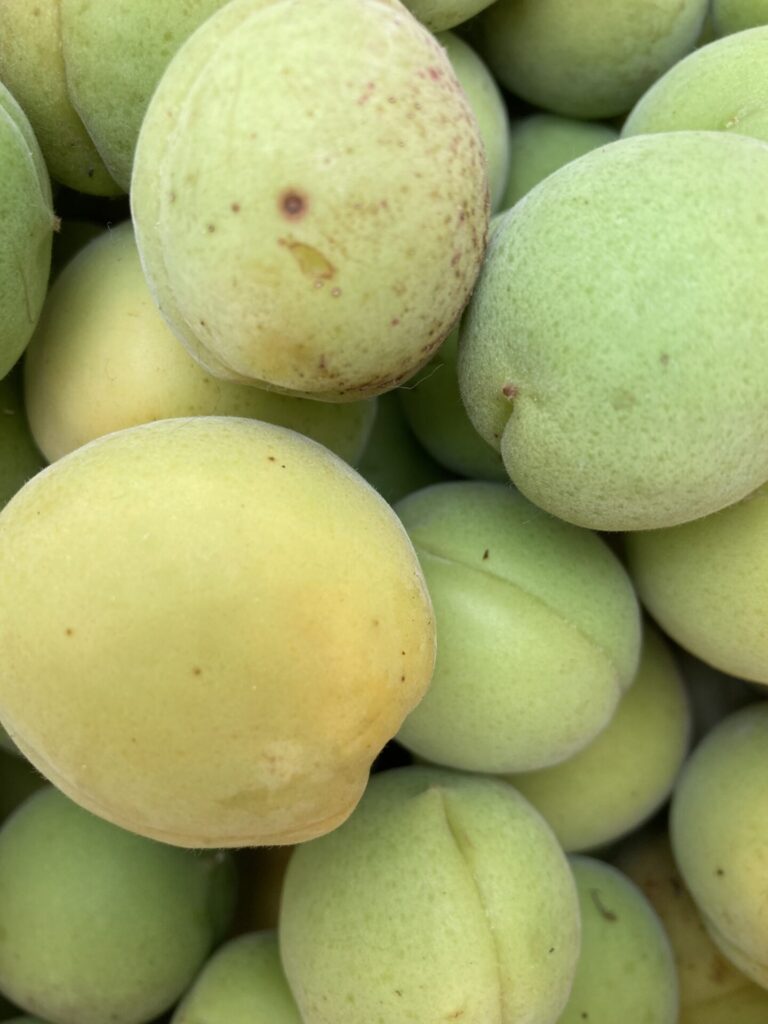 季節の手仕事｜今すぐ始めたい梅仕事～梅シロップレシピ