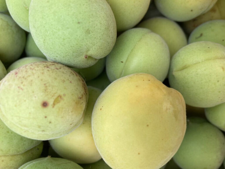 季節の手仕事｜今すぐ始めたい梅仕事～梅シロップレシピ