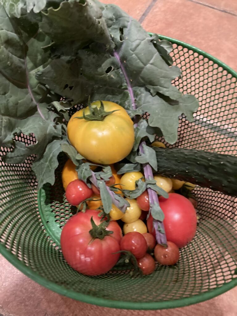 夏は家庭菜園も、農家さんのお野菜も色とりどりになる季節