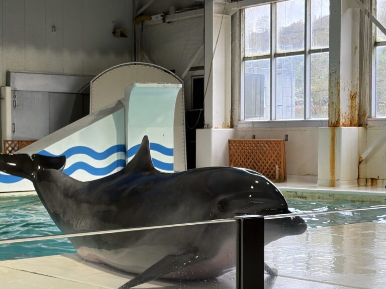 イルカは親子で泳いでいて可愛かったです