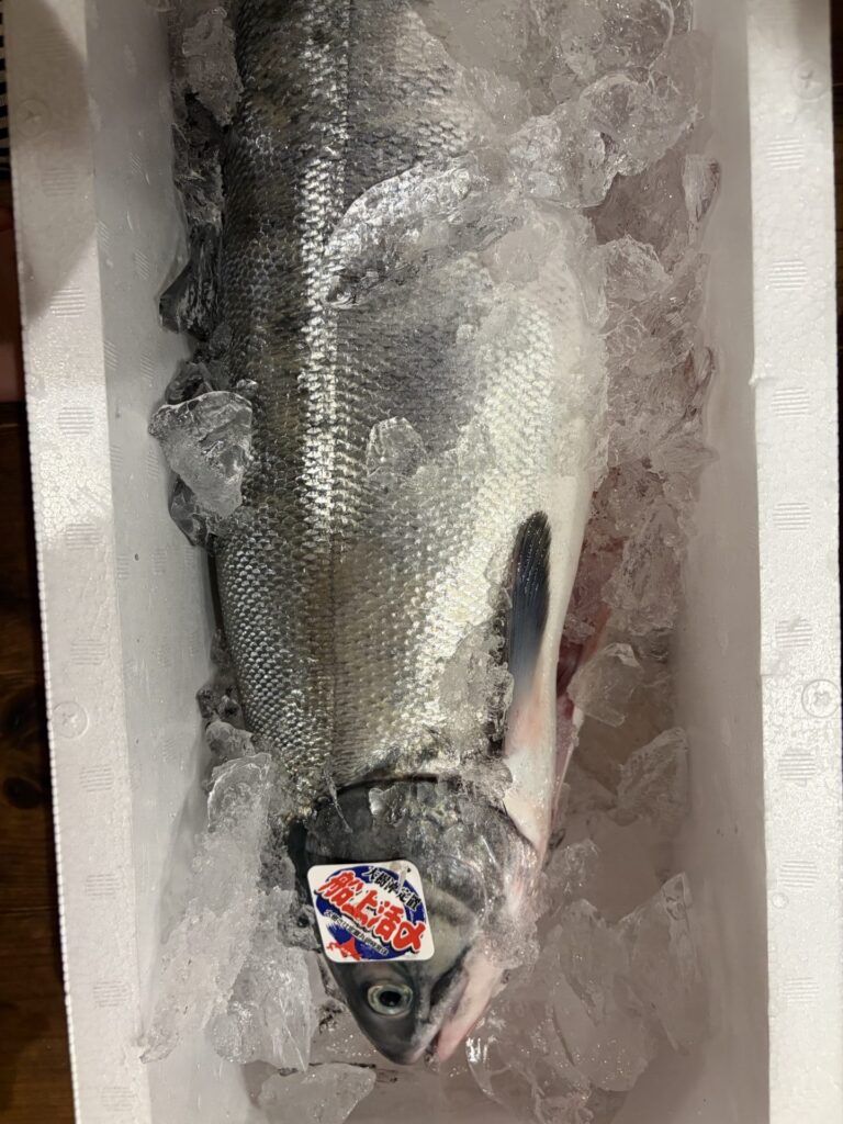 ずっしり立派な秋さけ！！