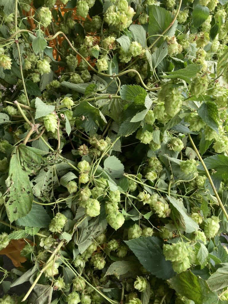 初めての追いホップ~ビールの中に入れると香る魔法のホップ