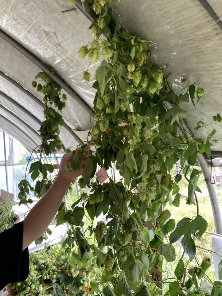 初めての追いホップ~ビールの中に入れると香る魔法のホップ