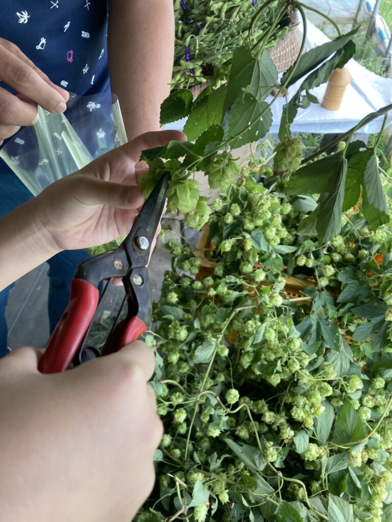 初めての追いホップ~ビールの中に入れると香る魔法のホップ