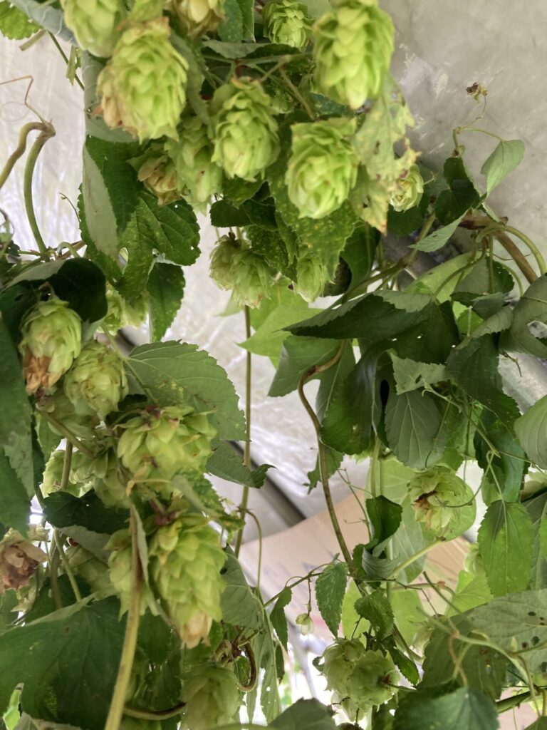 初めての追いホップ~ビールの中に入れると香る魔法のホップ