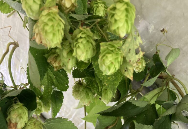 初めての追いホップ～ビールの中に入れると香る魔法のホップ