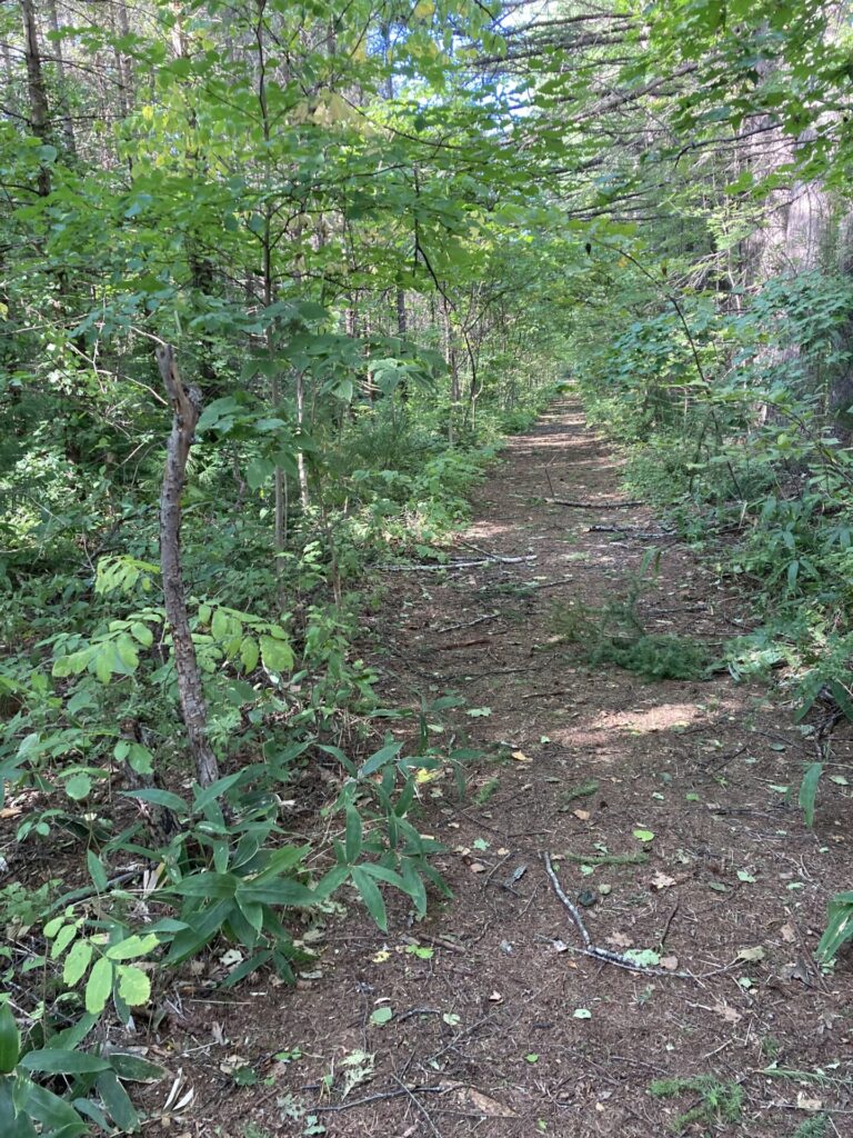 はぐくーむの森散策 奥まで枝分かれしている小道は迷路のよう♪