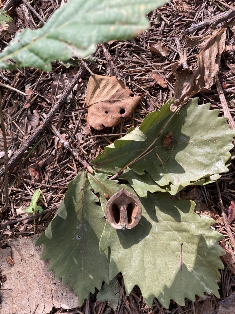 はぐくーむの森散策 リスがたべちゃったあとのクルミ