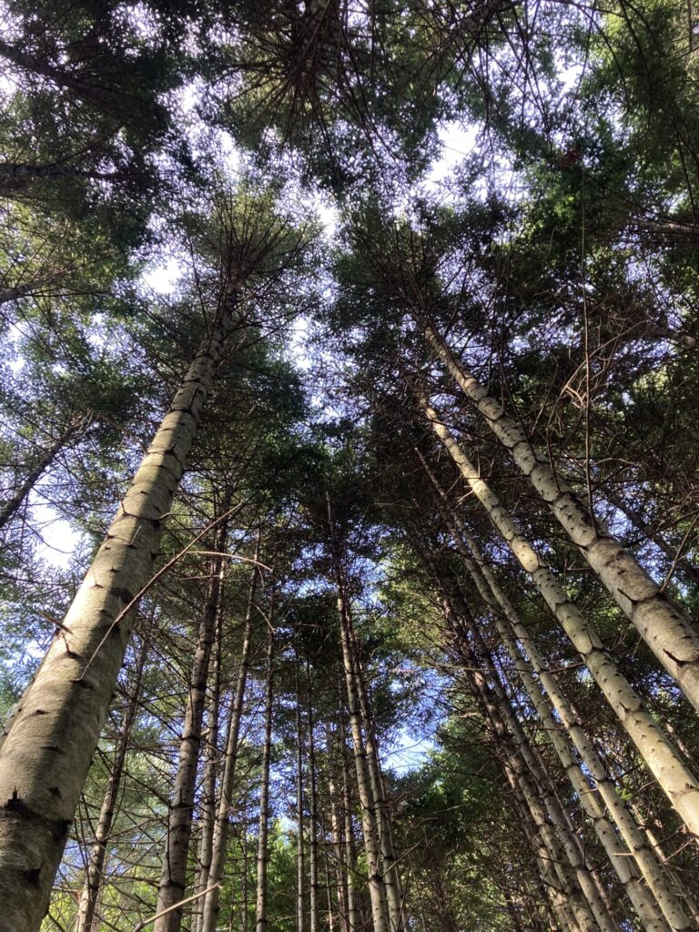 はぐくーむの森散策 森の散策へ