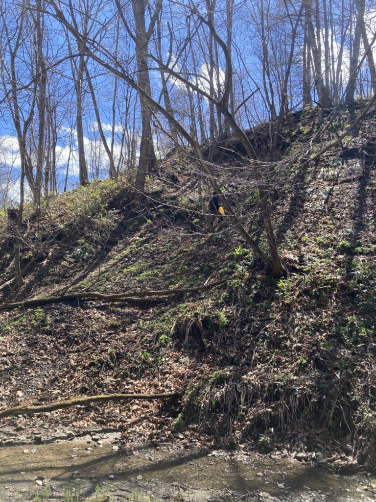 春の醍醐味～山菜とりへ・行者にんにく