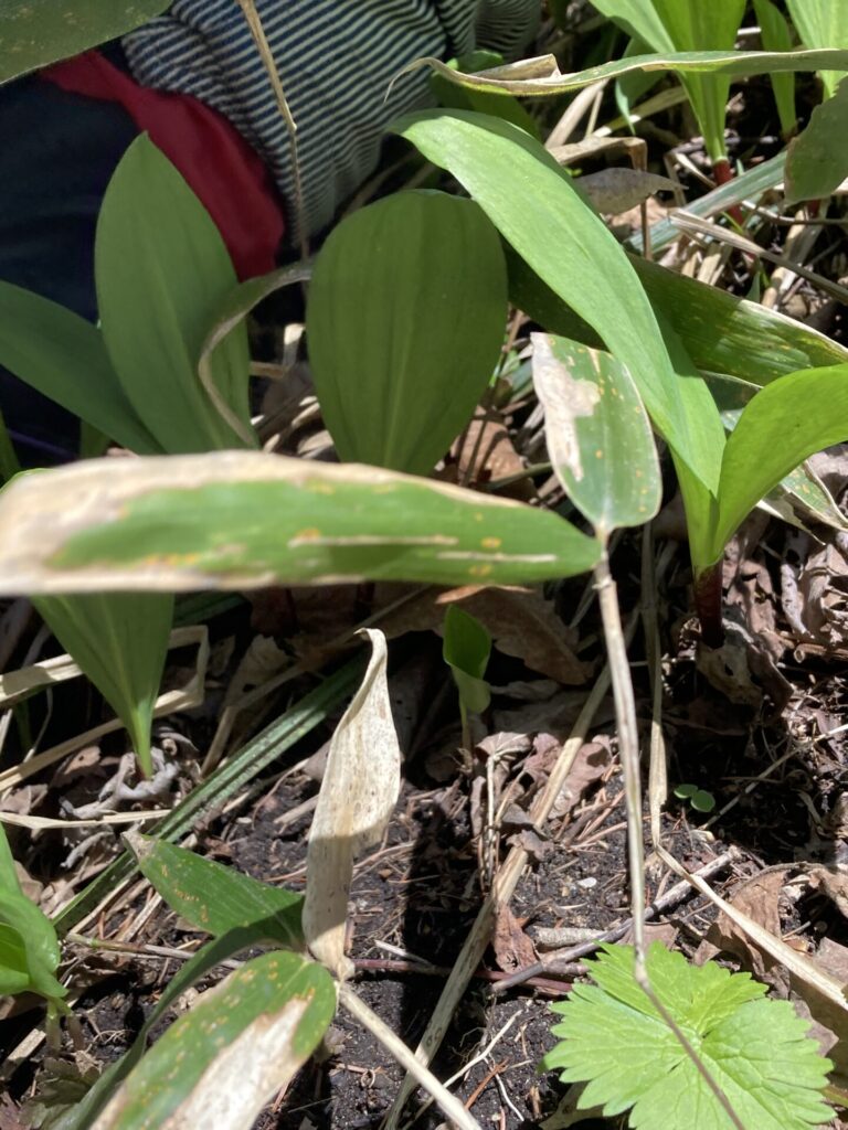 春の醍醐味～山菜とりへ・行者にんにく