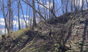 春の醍醐味～山菜とりへ・行者にんにく