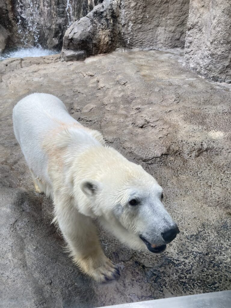旭川GW後半～旭山動物園へ行ってきました