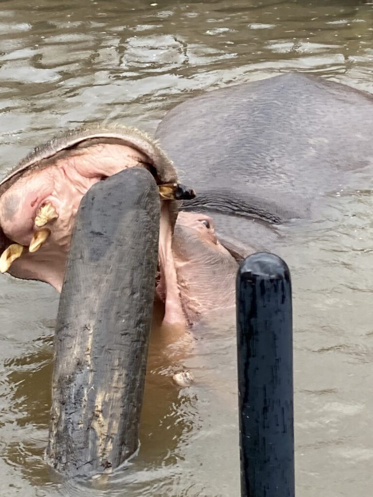 旭川GW後半～旭山動物園へ行ってきました