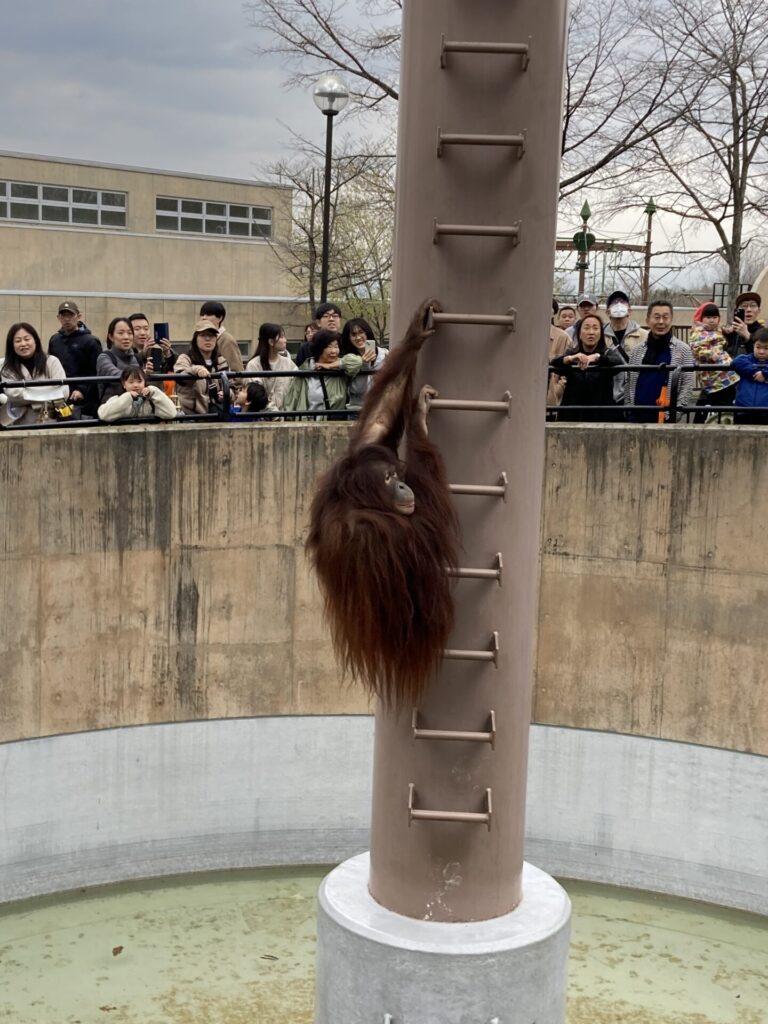 旭川GW後半～旭山動物園へ行ってきました