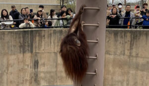 旭川GW後半～旭山動物園へ行ってきました