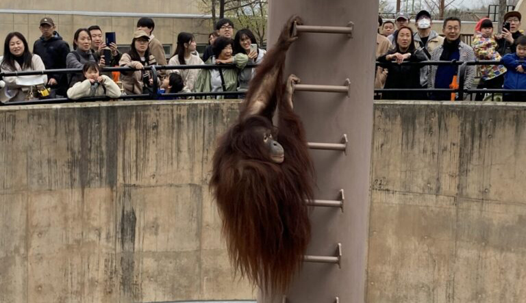 旭川GW後半～旭山動物園へ行ってきました