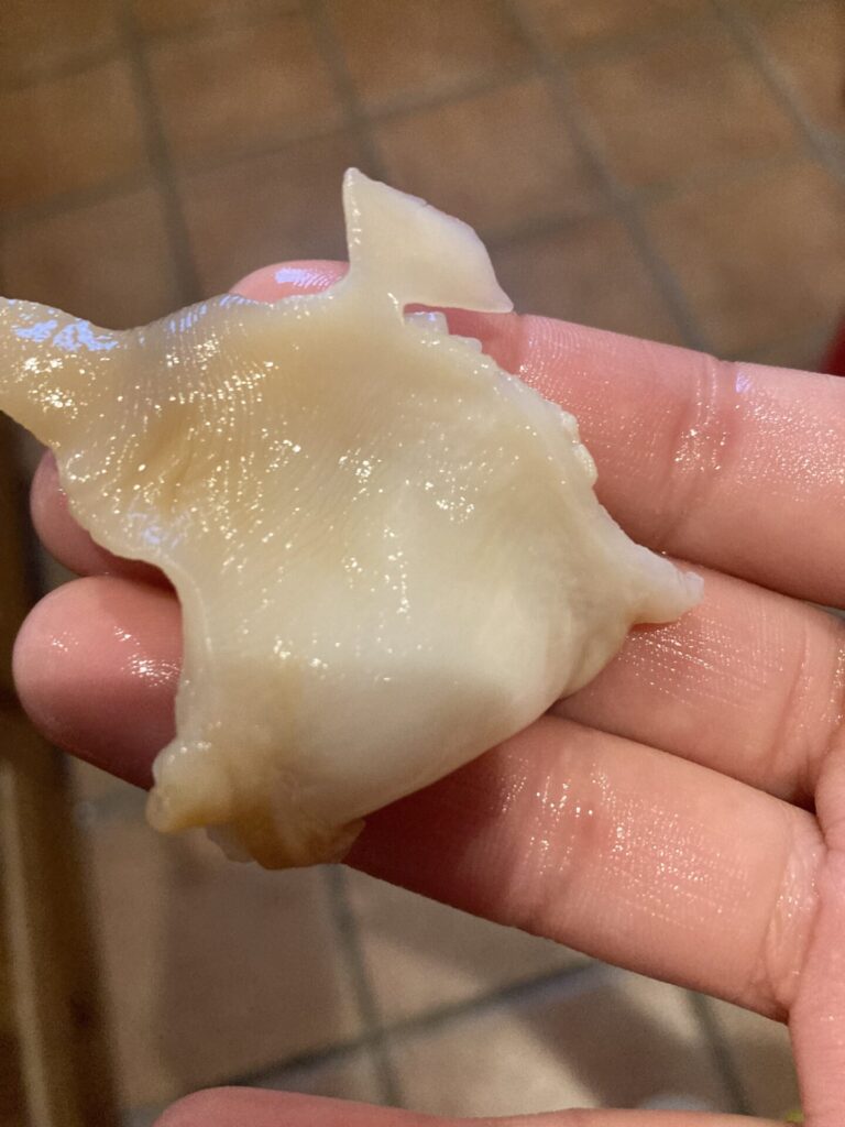 美味しいもの～新鮮な海の幸