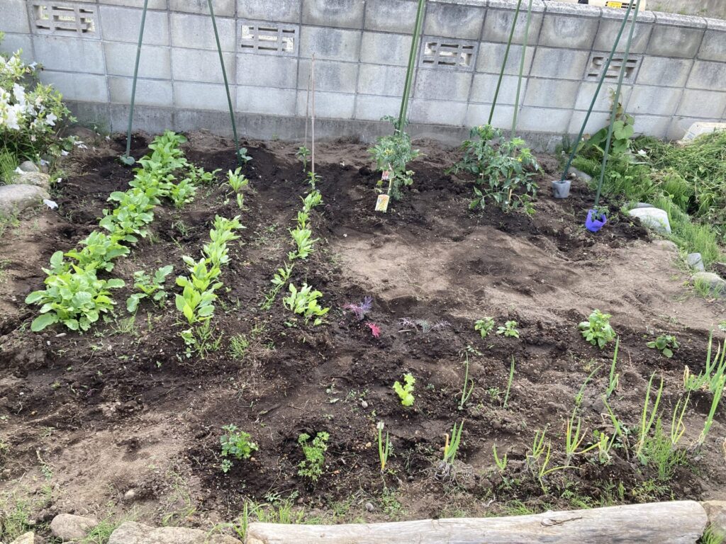 家庭菜園順調に～廣田農園さんの苗