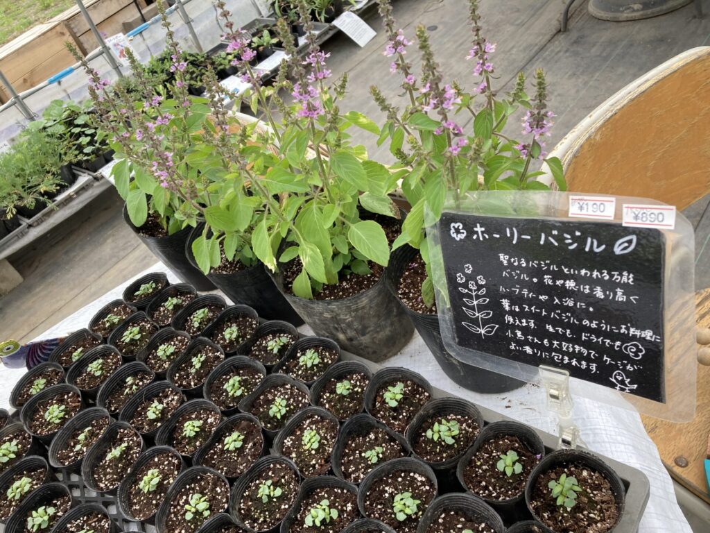 家庭菜園順調に～廣田農園さんの苗