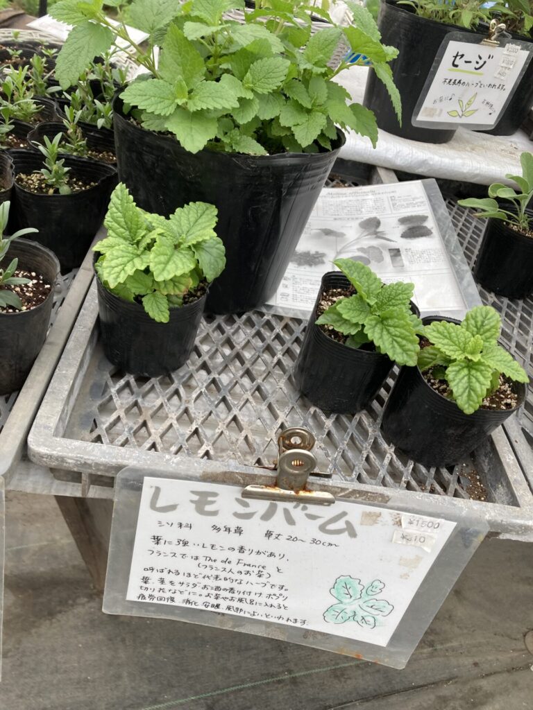 家庭菜園順調に～廣田農園さんの苗