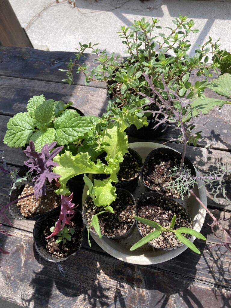 家庭菜園順調に～廣田農園さんの苗