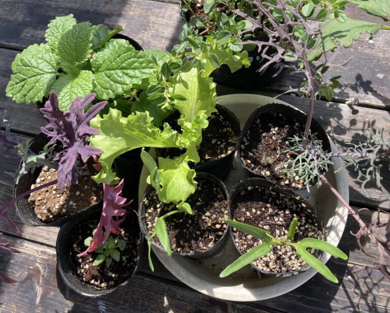 家庭菜園順調に～廣田農園さんの苗