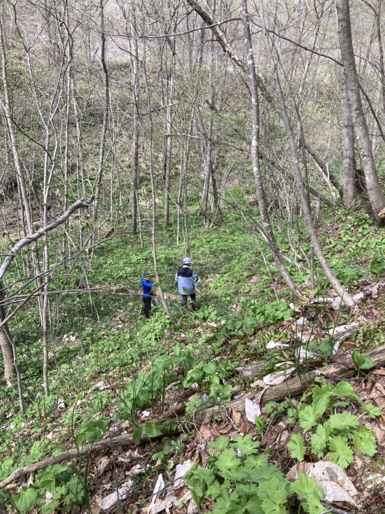 山菜採りに潮干狩り～能取湖へいってみた