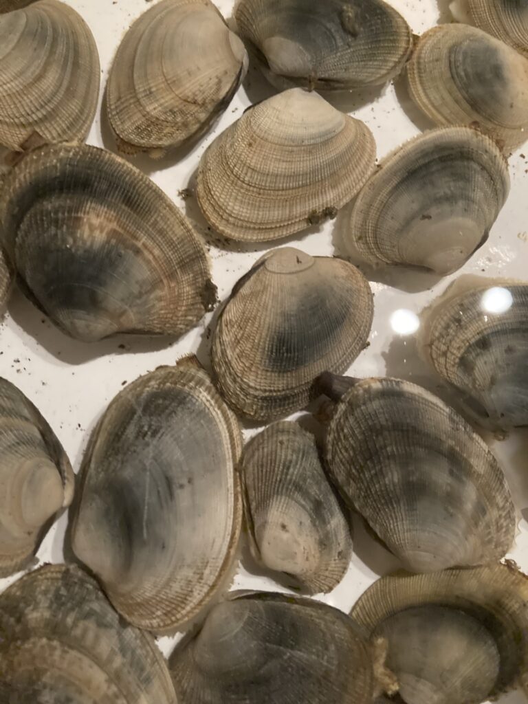 山菜採りに潮干狩り～能取湖へいってみた