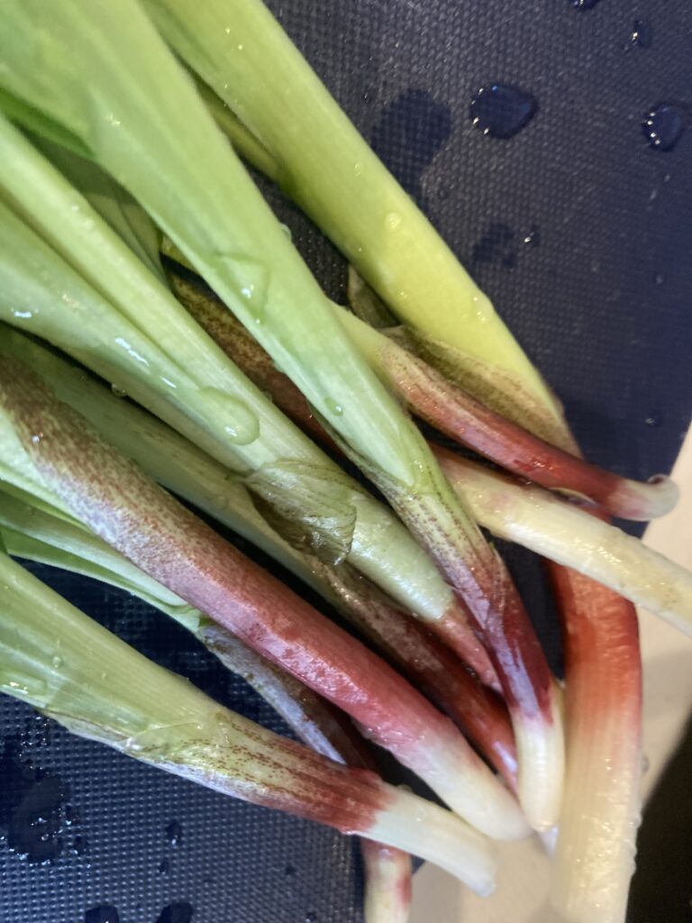 山菜採りに潮干狩り～能取湖へいってみた