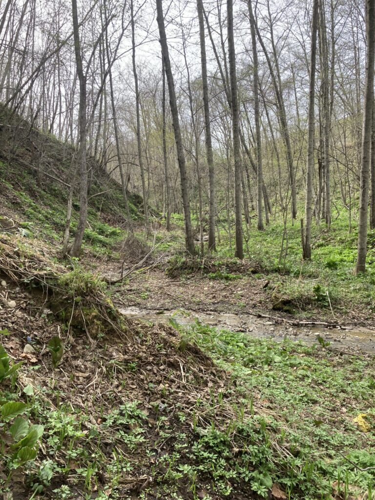 山菜採りに潮干狩り～能取湖へいってみた