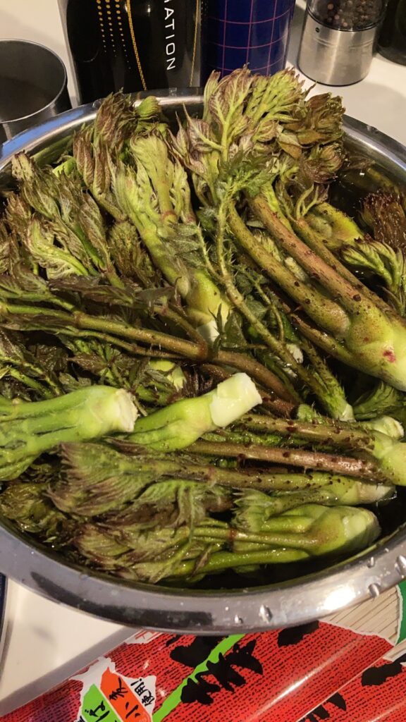 十勝美味しい～山菜採り第二弾はタラの芽