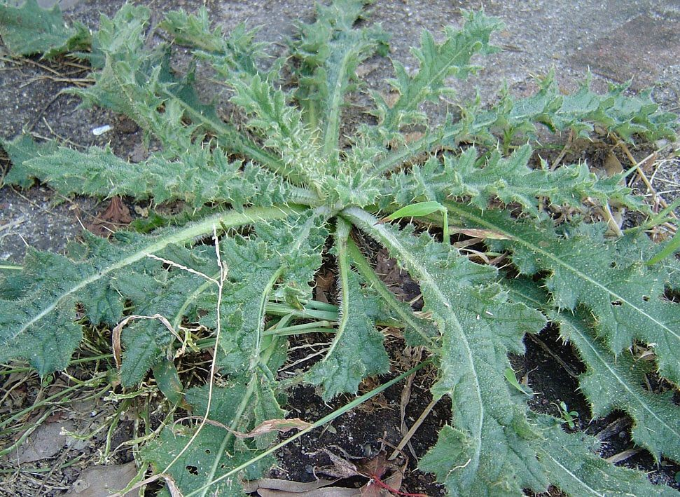 とうとう始まる終わりなき闘い～危険な雑草