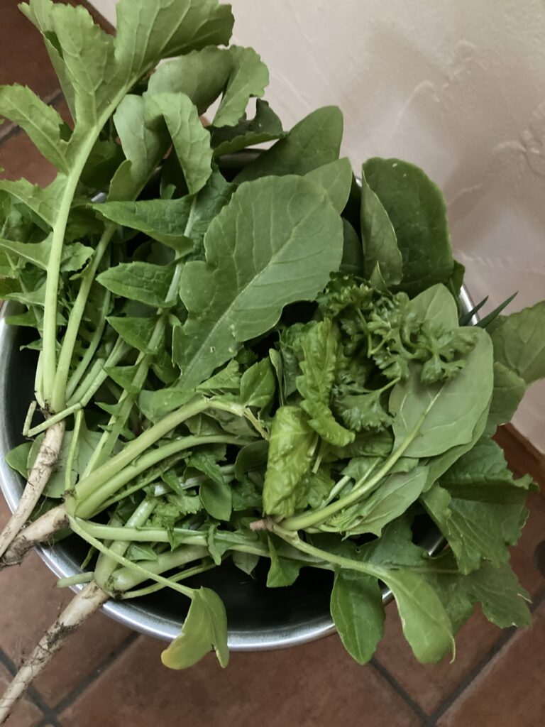 家庭菜園速報～第一弾収穫できました