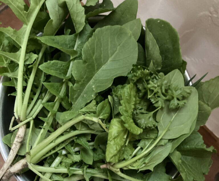 家庭菜園速報～第一弾収穫できました