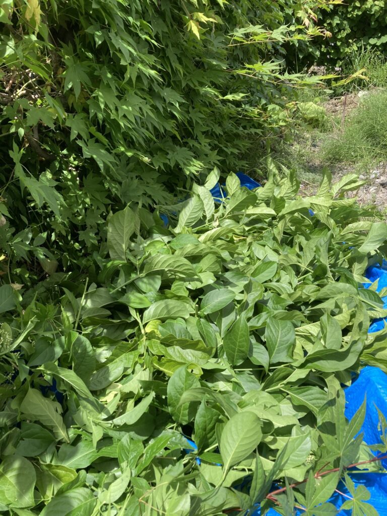 胃腸炎と生垣の選定と