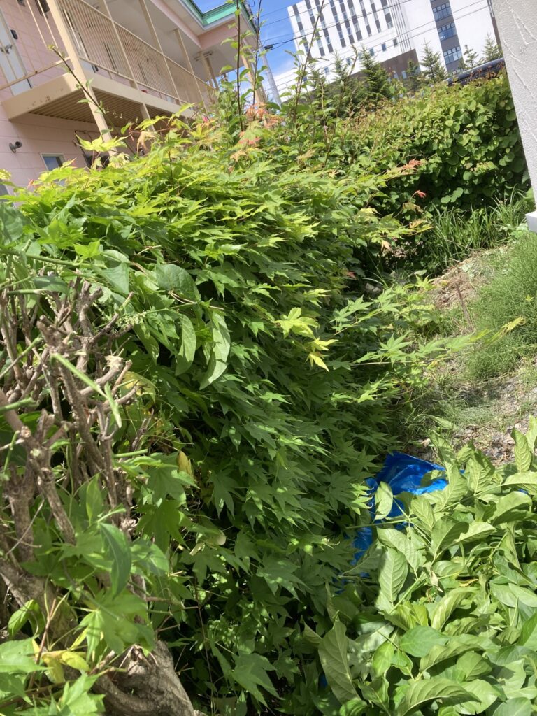 胃腸炎と生垣の選定と