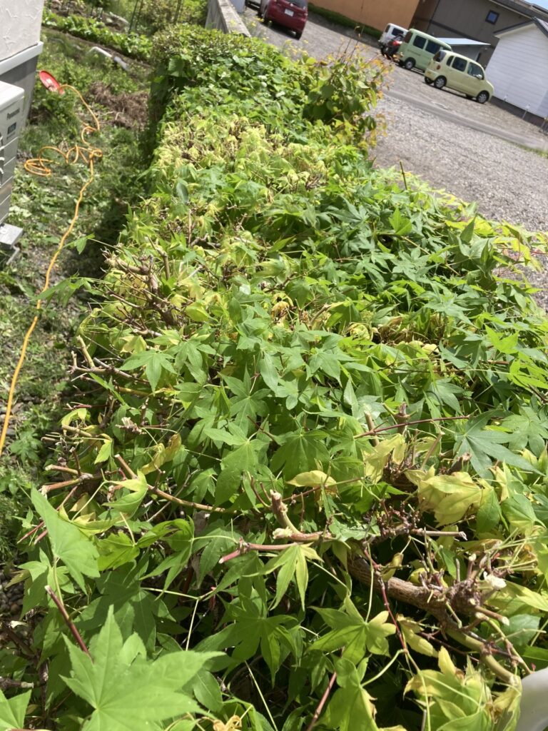 胃腸炎と生垣の選定と