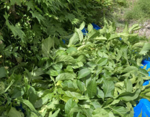 胃腸炎と生垣の選定と