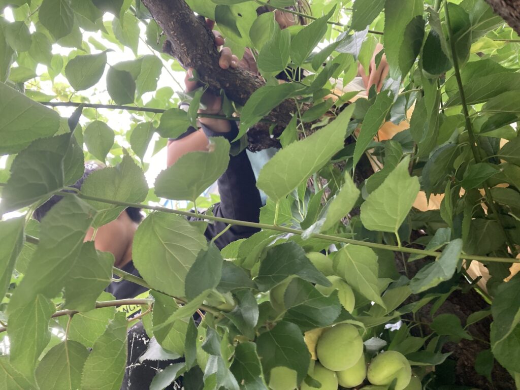 夏は花火～芽室町の花火大会～華音2024へ