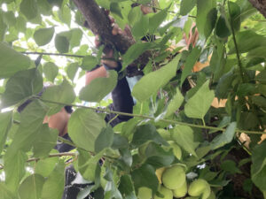 夏は花火～芽室町の花火大会～華音2024へ