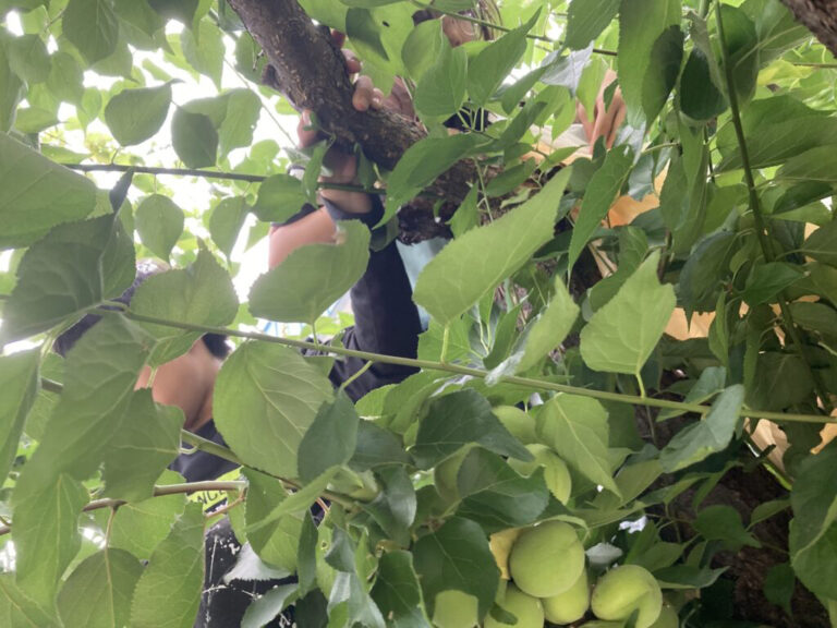 夏は花火～芽室町の花火大会～華音2024へ