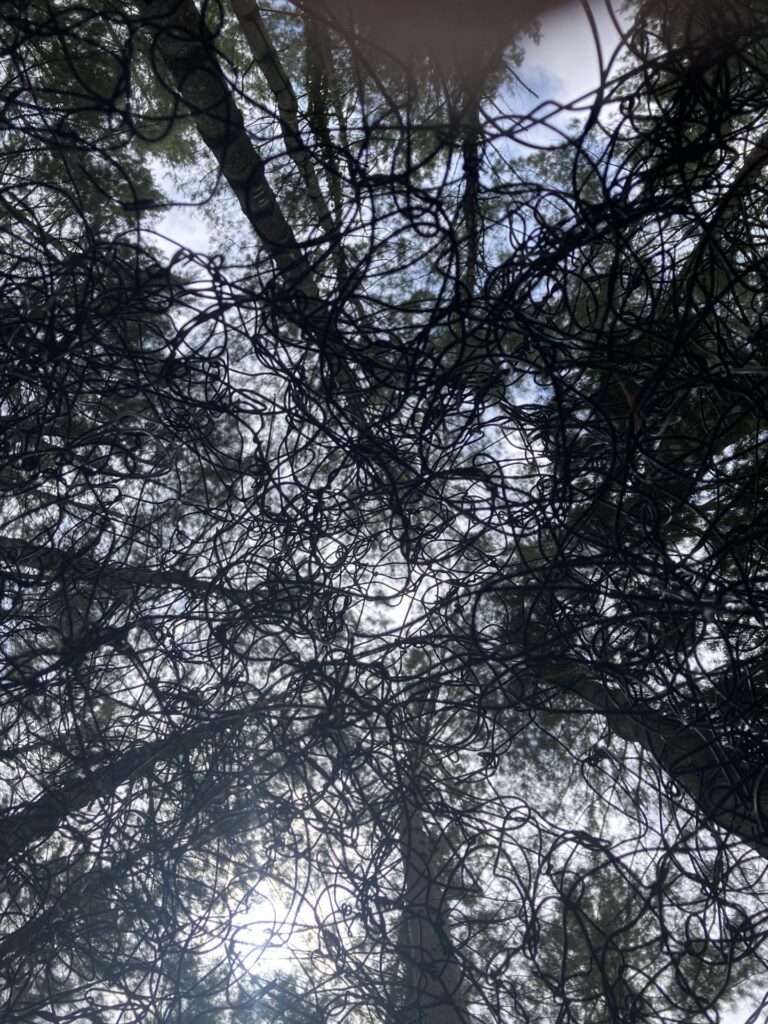 夏のガーデンと夜の動物園～十勝で過ごす夏休み